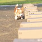 Este perro policía está arrasando en China: tiene más de 400.000 seguidores