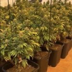 MURCIA.-Sucesos.- Policía Local de Cartagena halla una plantación de marihuana en el interior de una vivienda