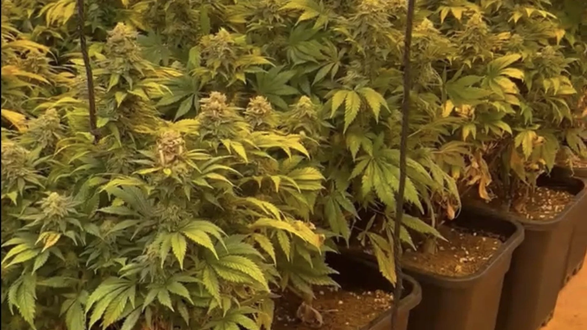 MURCIA.-Sucesos.- Policía Local de Cartagena halla una plantación de marihuana en el interior de una vivienda