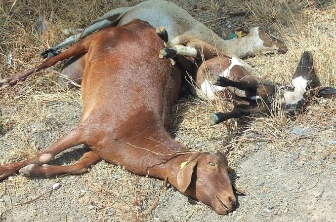 Málaga.- UPA Málaga advierte que la lengua azul ya ataca a la cabaña de caprino y reclama medidas