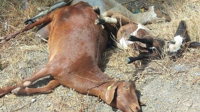 Málaga.- UPA Málaga advierte que la lengua azul ya ataca a la cabaña de caprino y reclama medidas