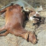 Málaga.- UPA Málaga advierte que la lengua azul ya ataca a la cabaña de caprino y reclama medidas
