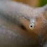 Humanos y caracoles compartimos muchos genes implicados con la visión