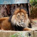 Un zoo de Dinamarca pide "donativos" de mascotas para dárselos de comer a sus depredadores