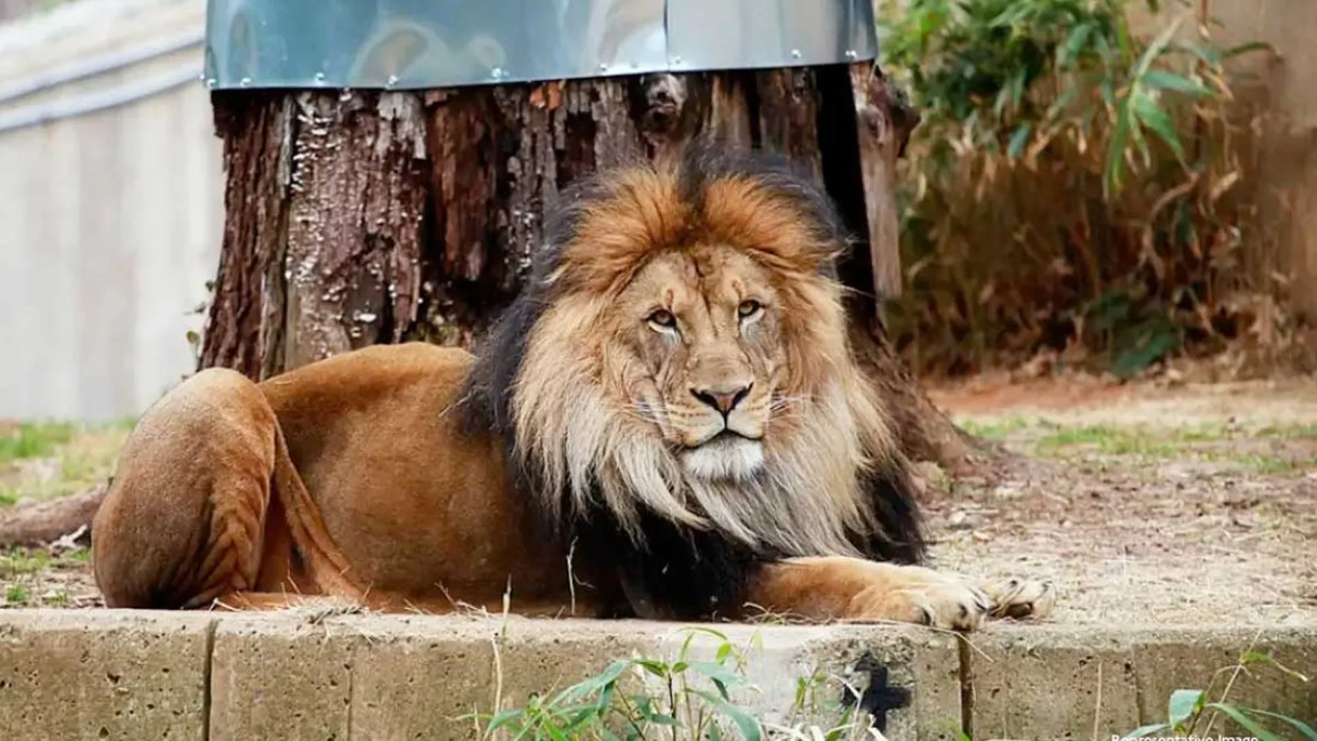 Un zoo de Dinamarca pide "donativos" de mascotas para dárselos de comer a sus depredadores