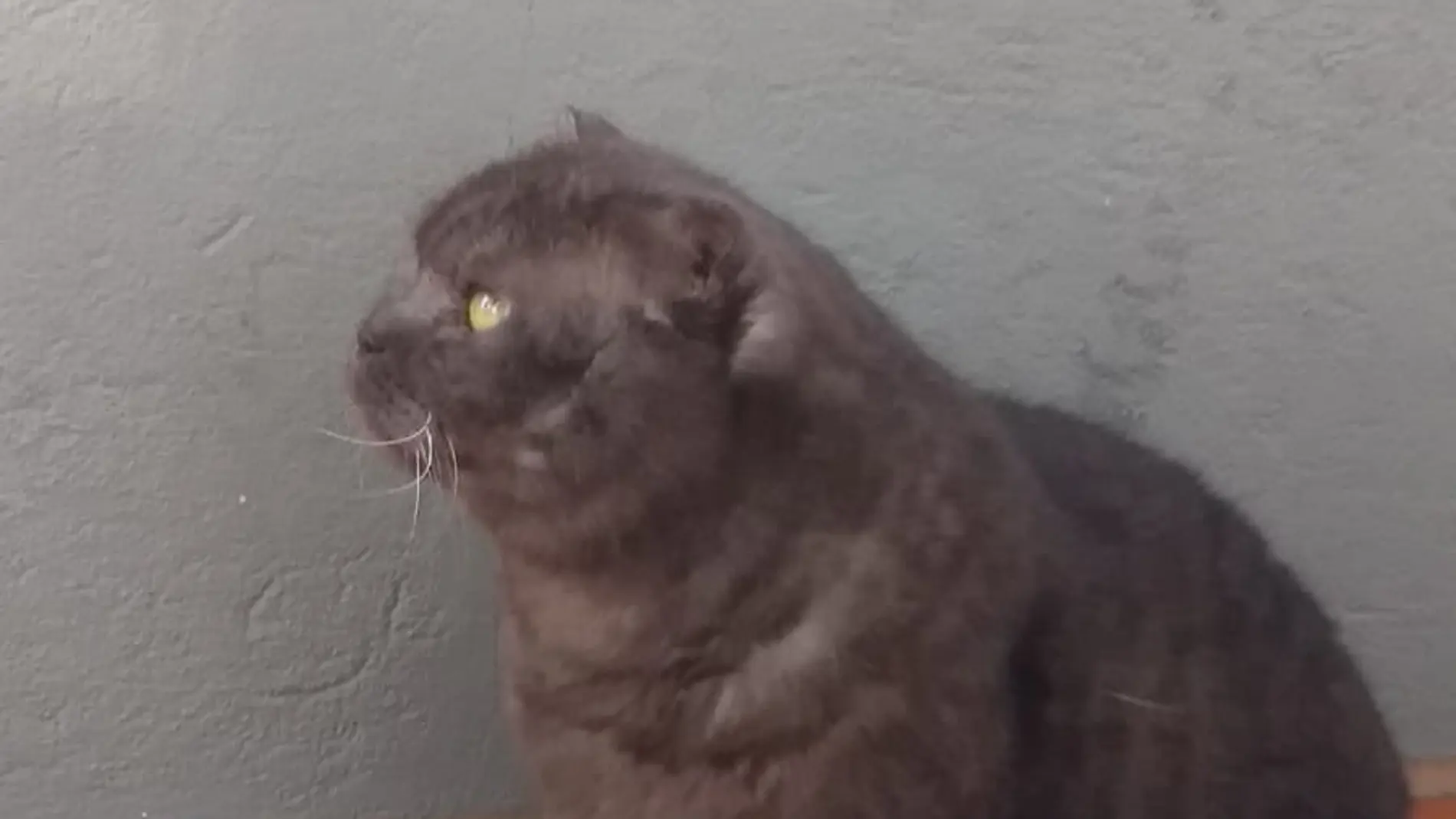 "Bola", gato doméstico