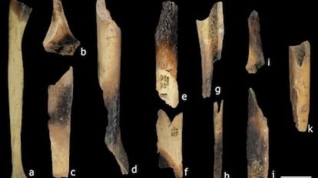Restos humanos encontrados en Atapuerca, en la cueva El Mirador. Presentan marcas de actividad humana y de haber sido quemados y cocidos.