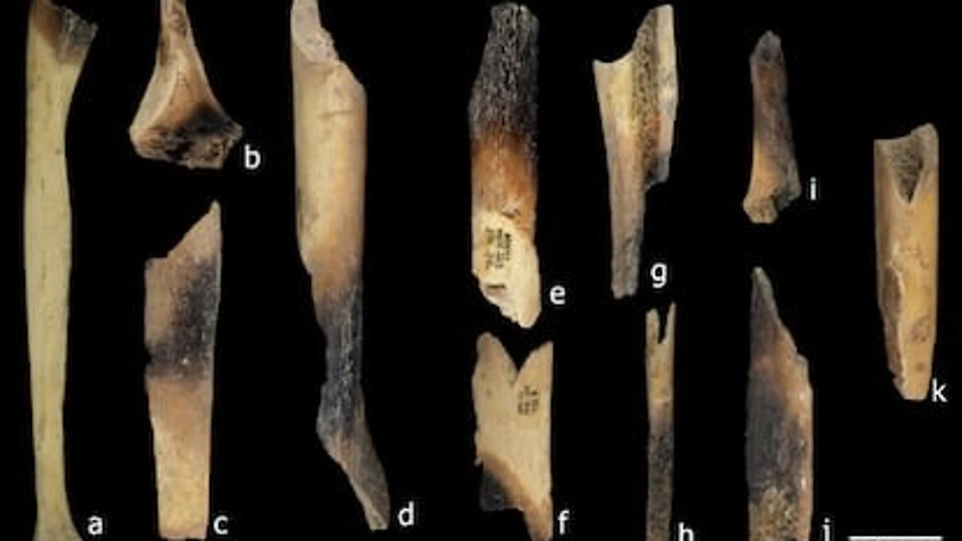 Restos humanos encontrados en Atapuerca, en la cueva El Mirador. Presentan marcas de actividad humana y de haber sido quemados y cocidos.