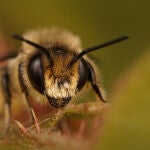 Así puedes evitar que las avispas arruinen tus comidas, según los científicos