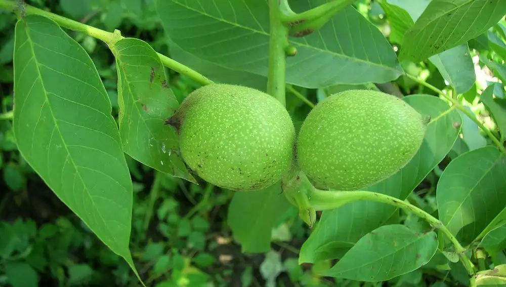 Hoja de nogal para el tinte