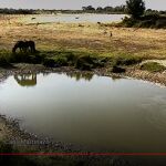 Imagen de ayer de una de las cámaras de CSIC en Doñana; en concreto, Caño Martinazo