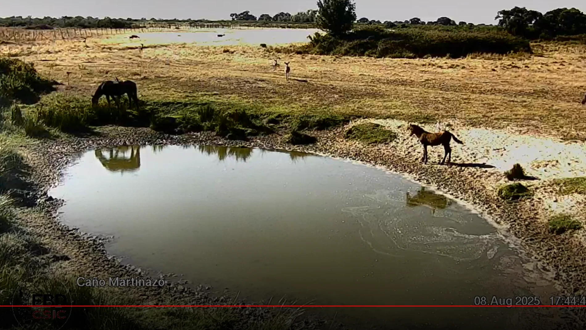 Imagen de ayer de una de las cámaras de CSIC en Doñana; en concreto, Caño Martinazo