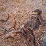 VÍDEO: Sucesos.- La Guardia Civil halla 32 perros muertos por inanición en una finca de Azuaga (Badajoz)