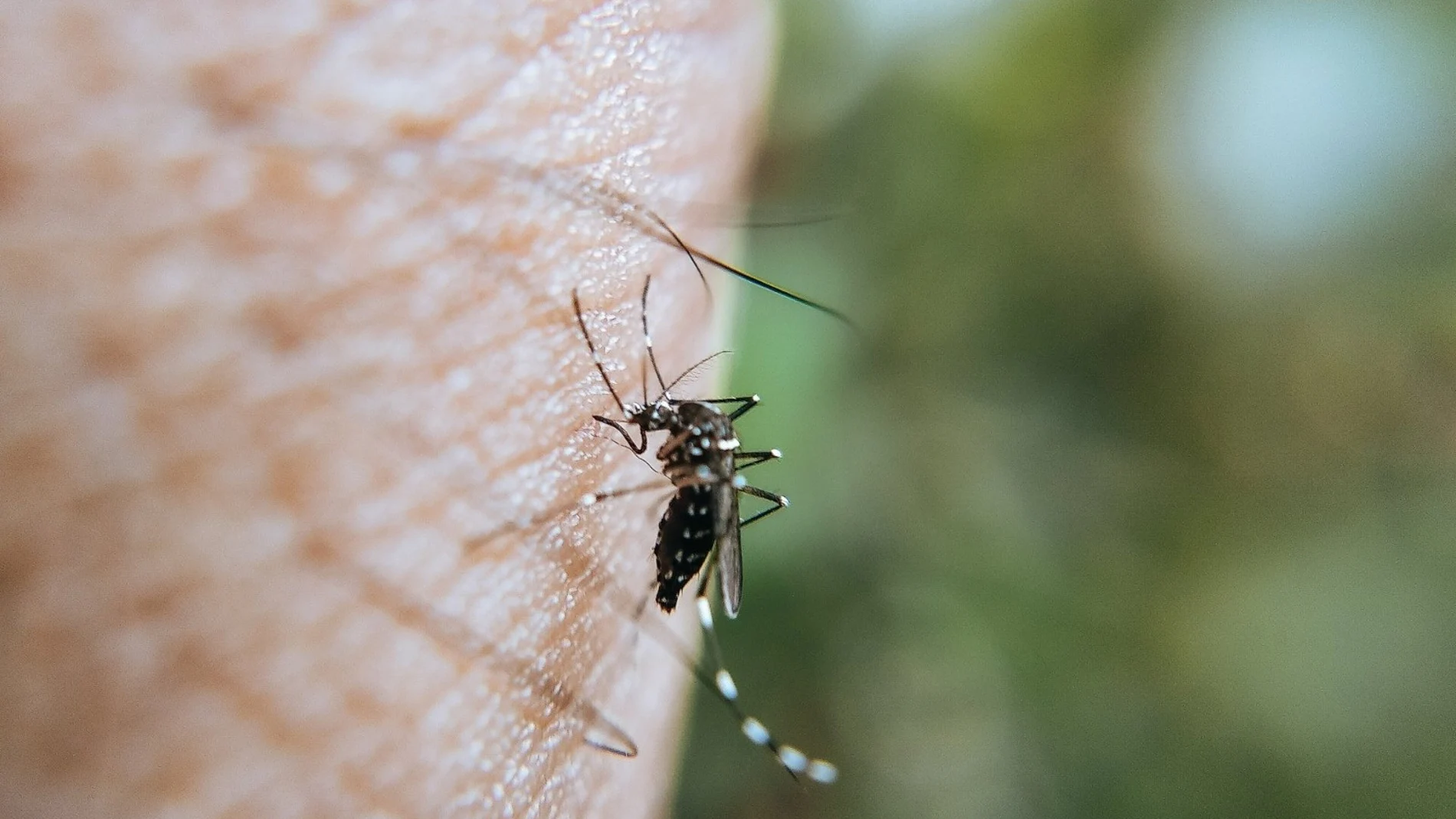 Extremadura confirma un caso asintomático de fiebre del Nilo Occidental, el primero en la región registrado en 2025