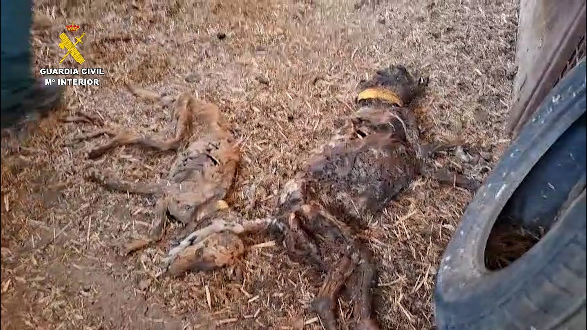 Sucesos.- La Guardia Civil halla 32 perros muertos por inanición en una finca de Azuaga (Badajoz)