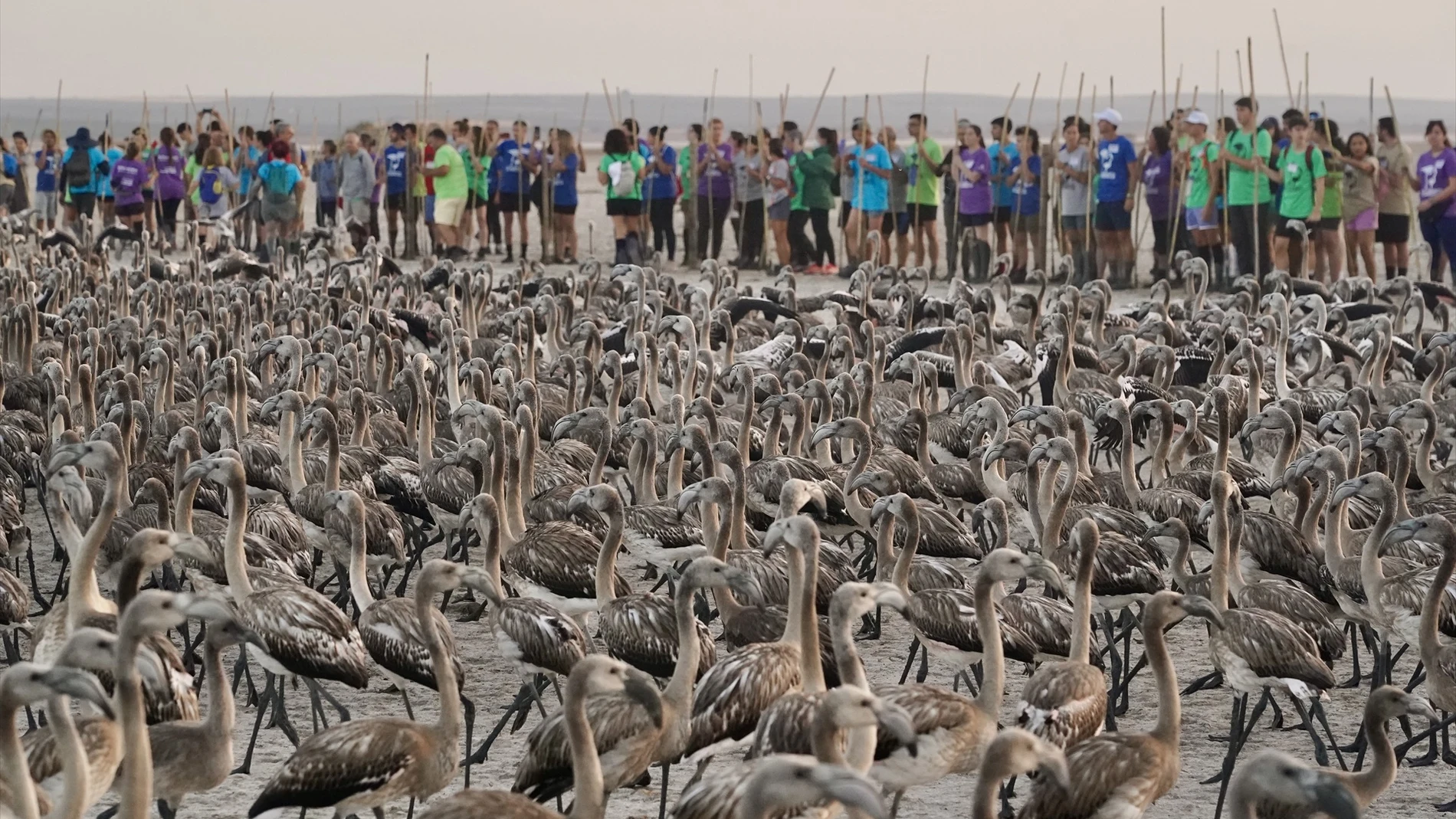 Cerca de 400 personas voluntarias participan en el anillamiento de unos 600 pollos de flamencos junto con la Junta de Andalucía en la Laguna de Fuente de Piedra