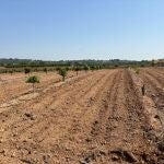 Un campo de naranjos afectado por los conejos