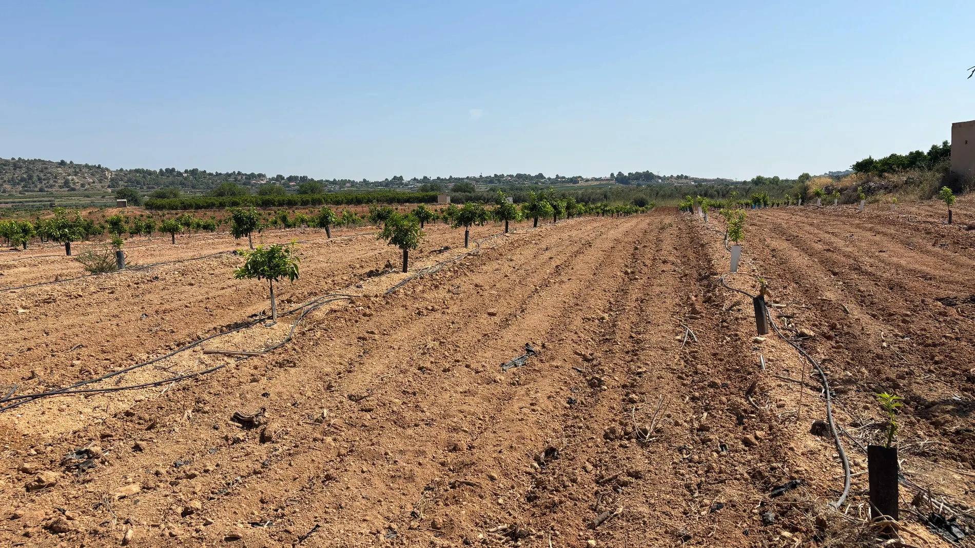 Un campo de naranjos afectado por los conejos