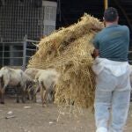 MURCIA.-Sucesos.- La Guardia Civil detiene a un granjero en Mula por un grave caso de abandono y maltrato animal