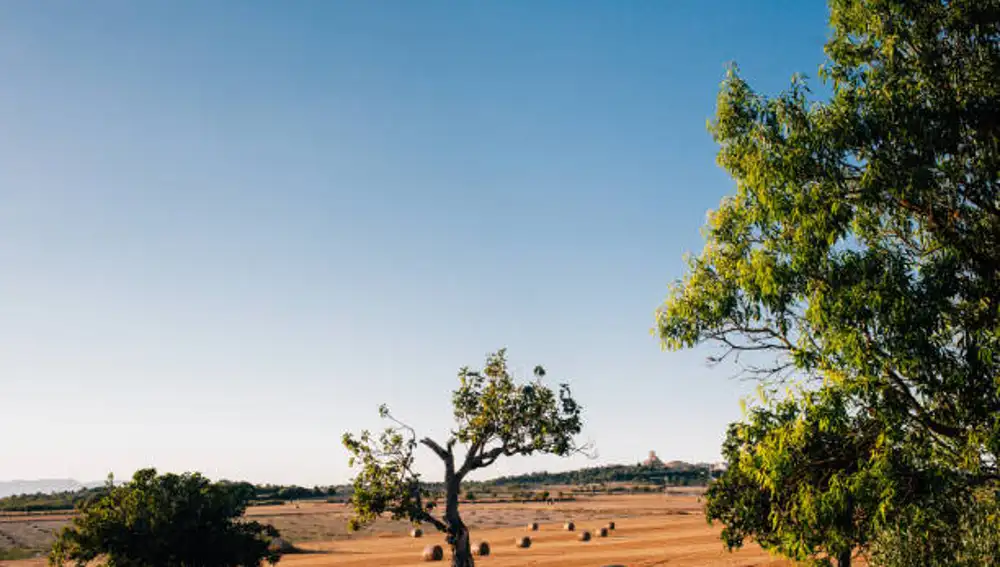 Un campo del municipio casi virgen de Ariany, en Mallorca
