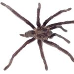 Acaban de descubrir a la gigantesca tarántula "Rey Genital", y su nombre describe perfectamente uno de sus enormes atributos