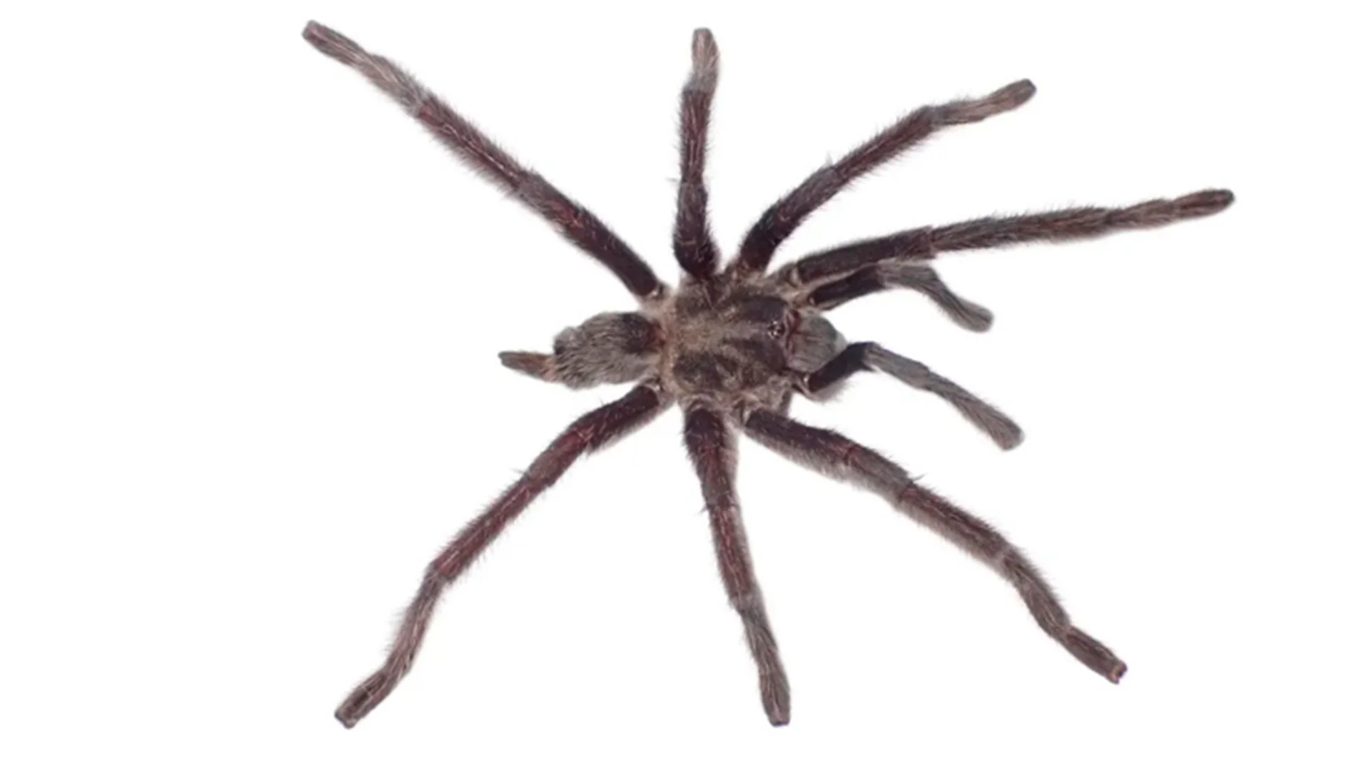 Acaban de descubrir a la gigantesca tarántula "Rey Genital", y su nombre describe perfectamente uno de sus enormes atributos