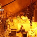 Sucesos.- Una denuncia sobre maltrato animal en Murcia destapa un secadero con más de 160 plantas de marihuana