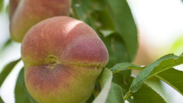 La paraguaya (o paraguayo) es una de las frutas de temporada de verano y se trata de un alimento rico en vitaminas y minerales, con amplios beneficios para la salud