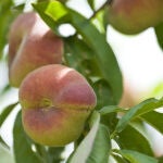 La paraguaya (o paraguayo) es una de las frutas de temporada de verano y se trata de un alimento rico en vitaminas y minerales, con amplios beneficios para la salud