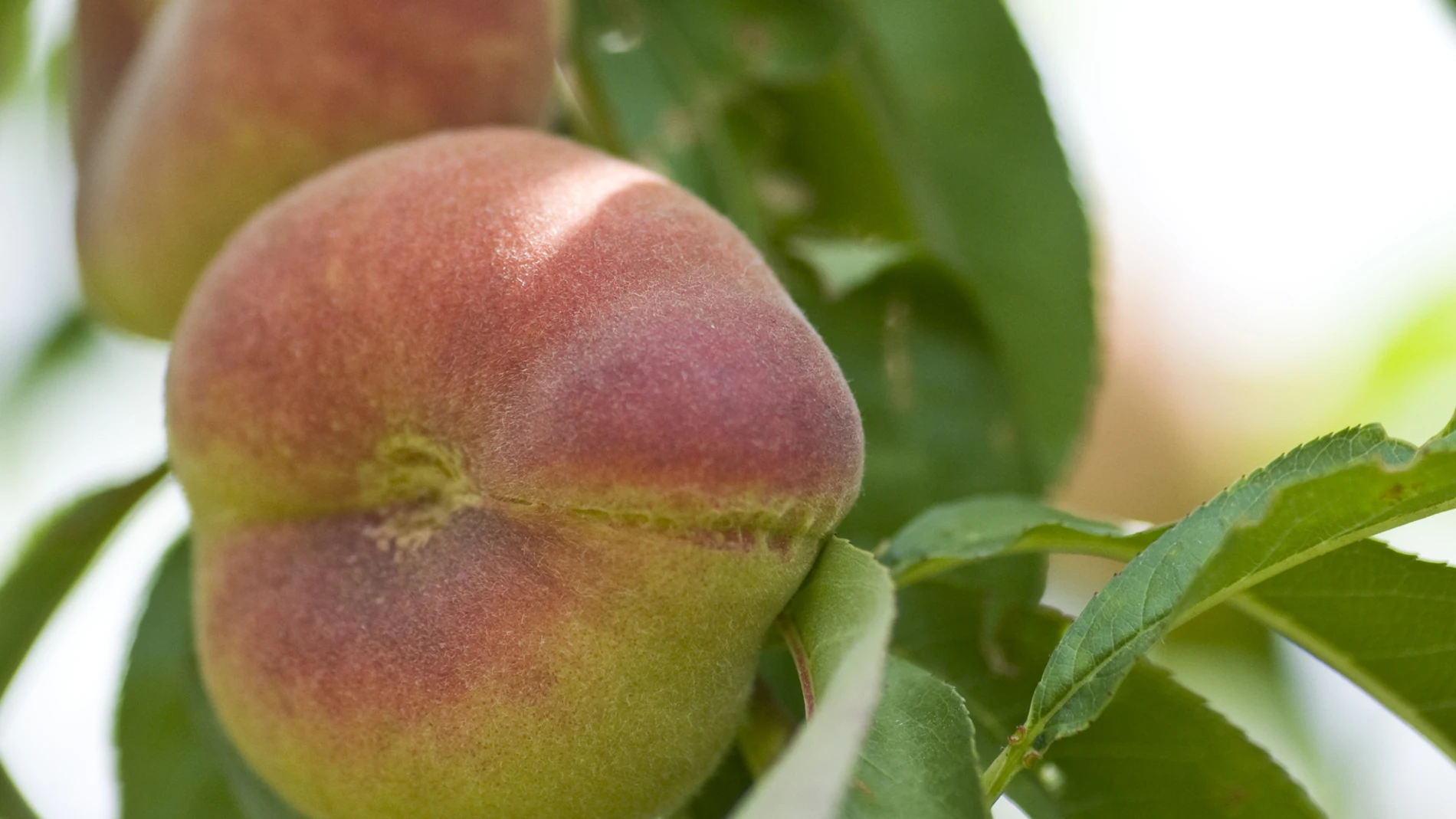 La paraguaya (o paraguayo) es una de las frutas de temporada de verano y se trata de un alimento rico en vitaminas y minerales, con amplios beneficios para la salud