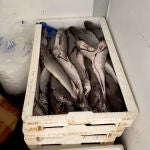 Intervienen en Sevilla casi 600 kg de calamar, langostino, chipirón, jibia, atún y merluza sin garantía de seguridad alimentaria