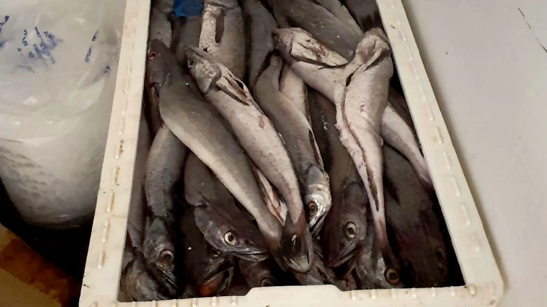 Intervienen en Sevilla casi 600 kg de calamar, langostino, chipirón, jibia, atún y merluza sin garantía de seguridad alimentaria