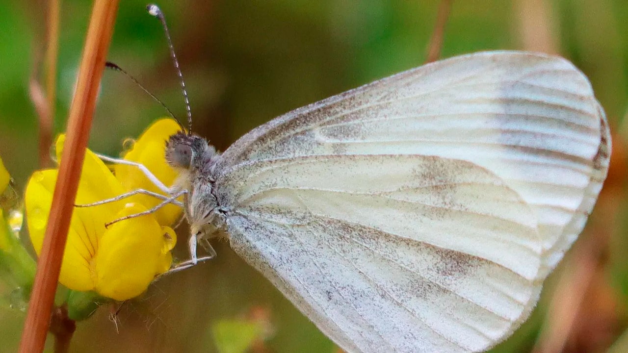 Llevaba años desaparecido, pero este extraño animal ha vuelto a resurgir