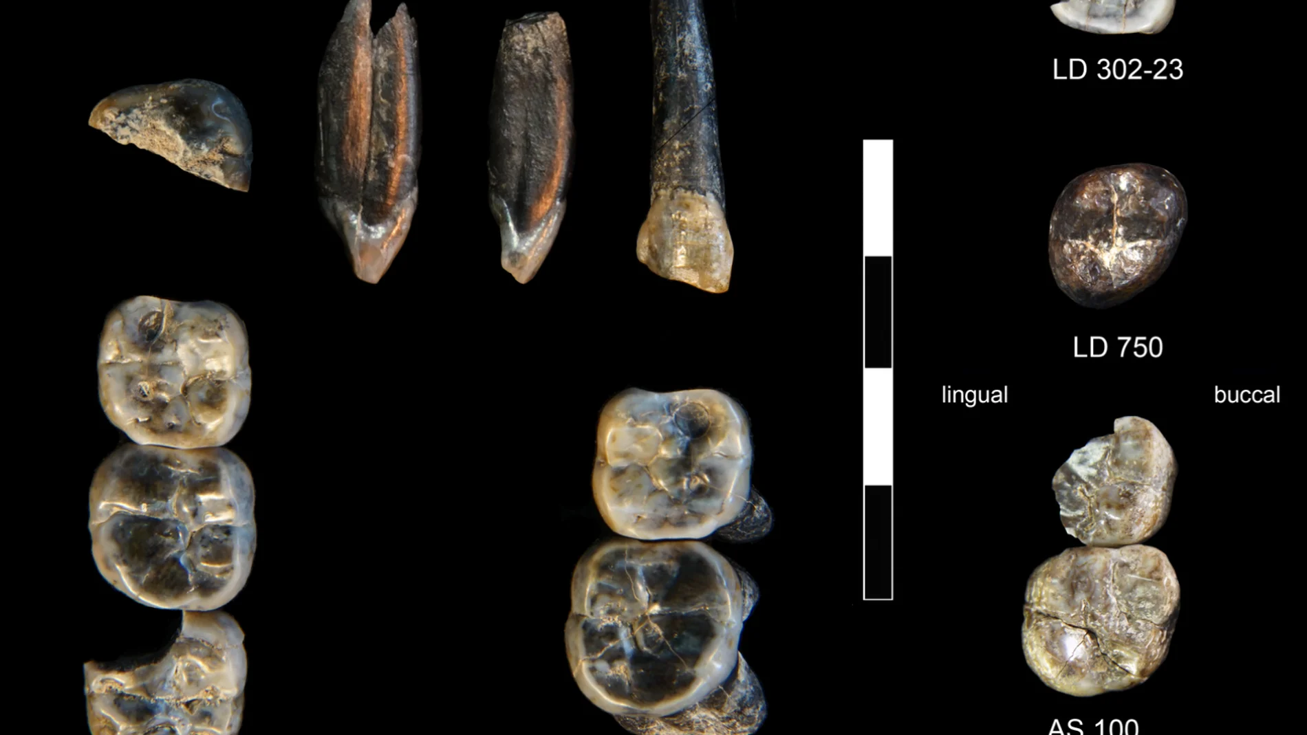 Evolución