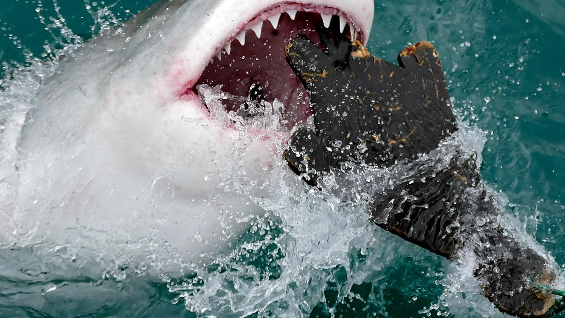 Tiburón blanco