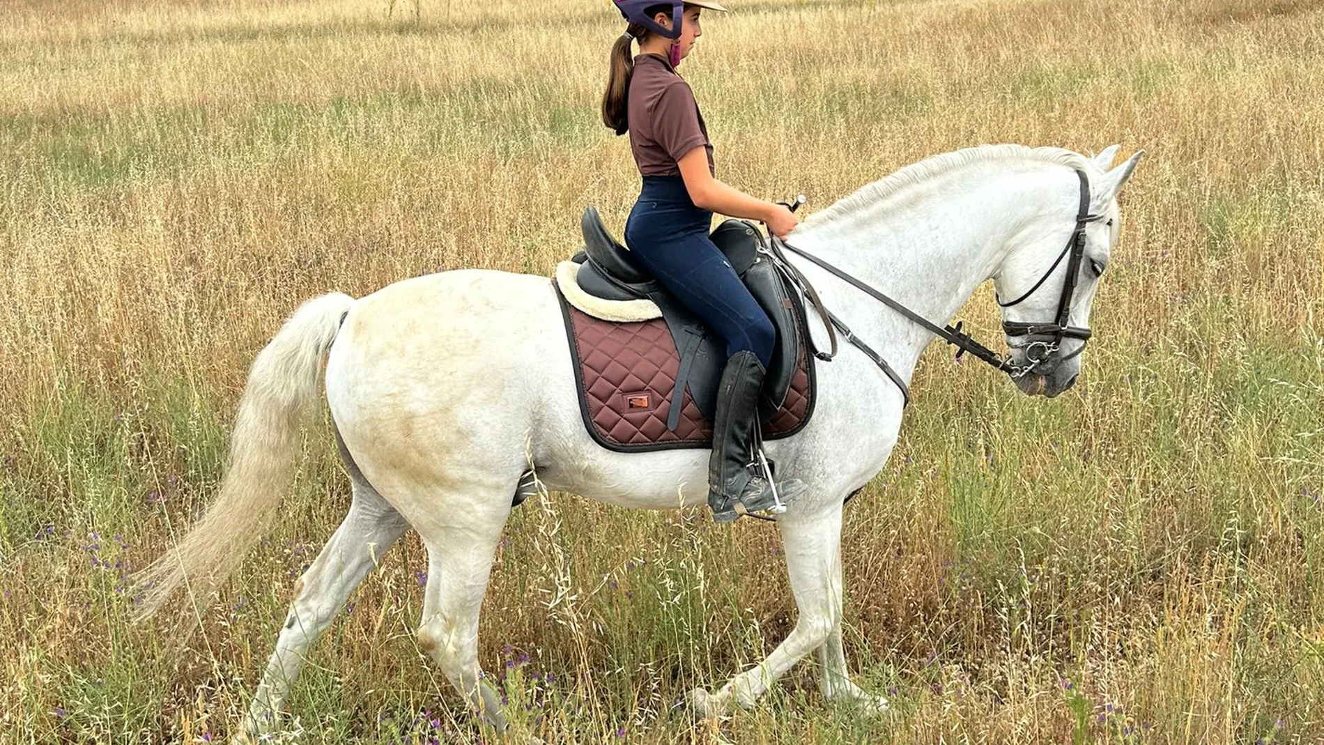 "Mojito", uno de los caballos fallecidos en el incendio de Tres Cantos