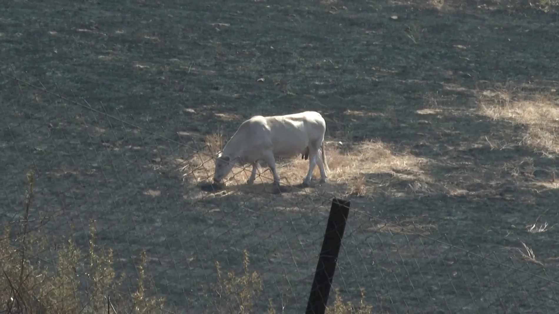 Los incendios forestales se ceban con los animales