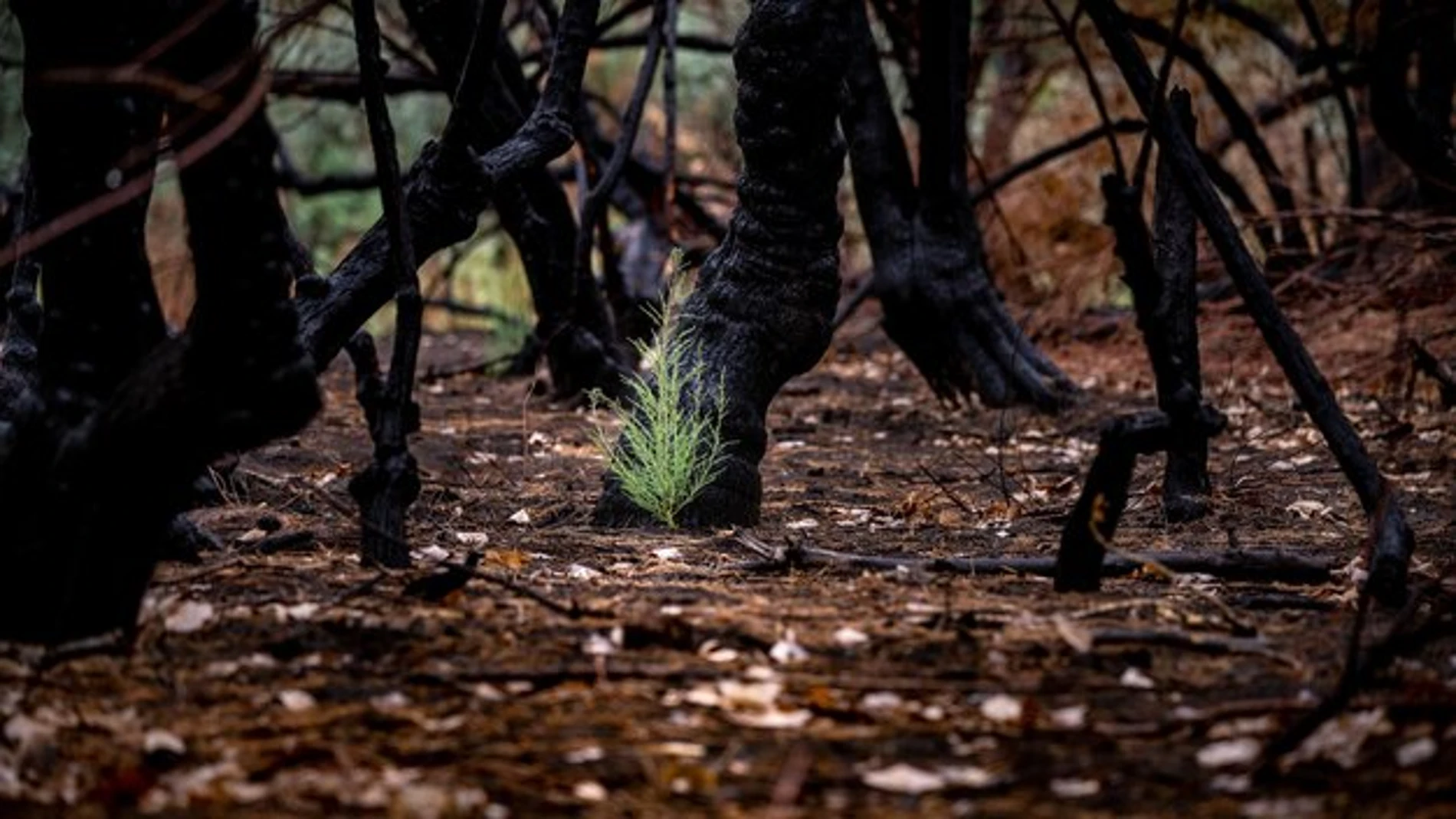 La planta capaz de soportarlo todo, incluso un incendio: poca gente la conoce