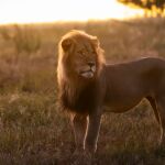 Era uno de los leones más queridos del mundo, pero ahora es el trofeo de un cazador