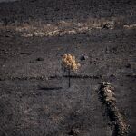  Perimetrados los incendios de Molezuelas y Puercas, en Zamora