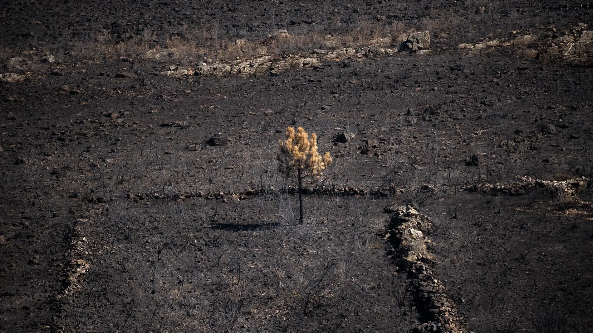 Perimetrados los incendios de Molezuelas y Puercas, en Zamora