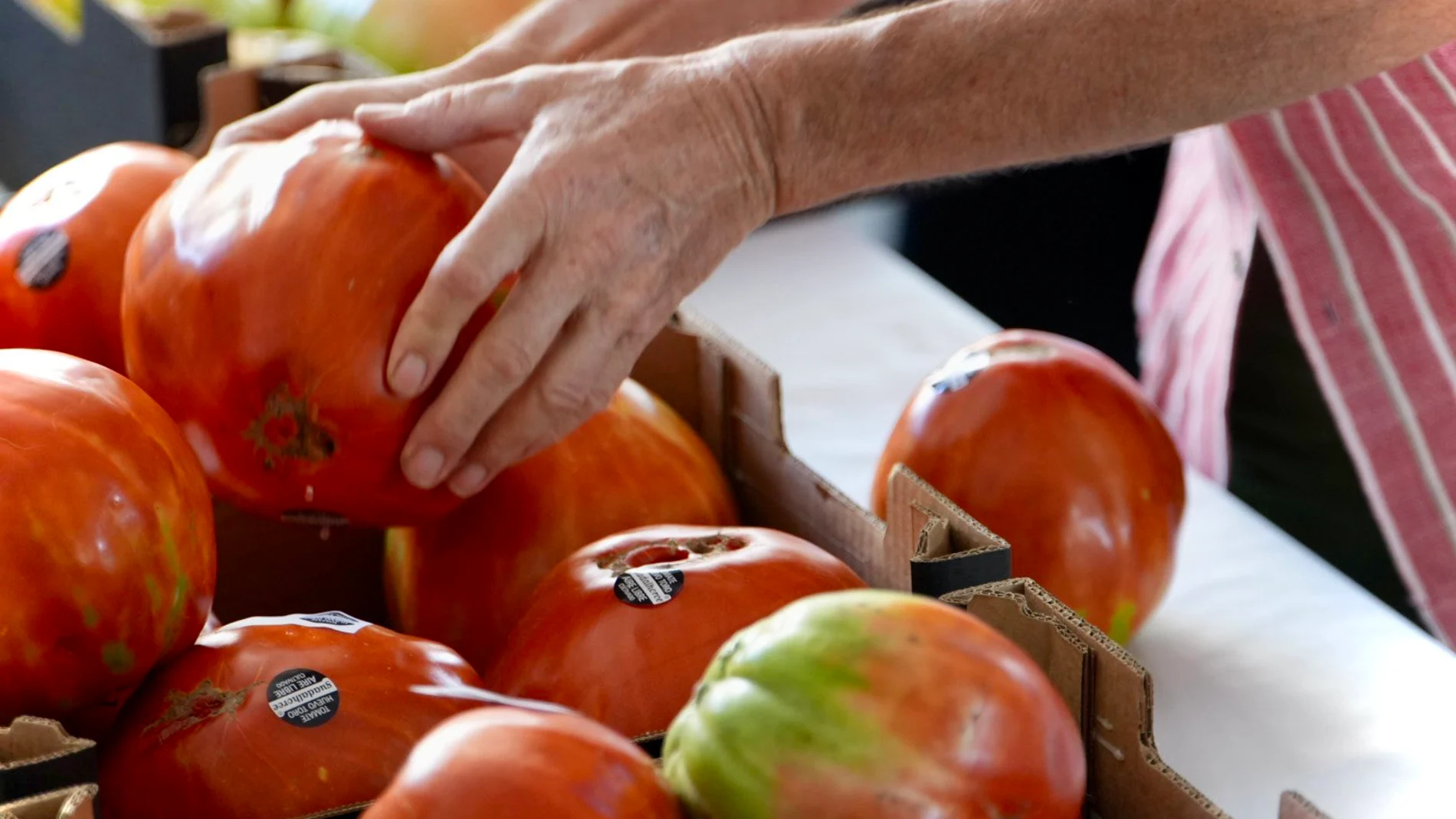 El mejor tomate huevo de toro alcanza un precio récord de 18.000 euros en Coín (Málaga)