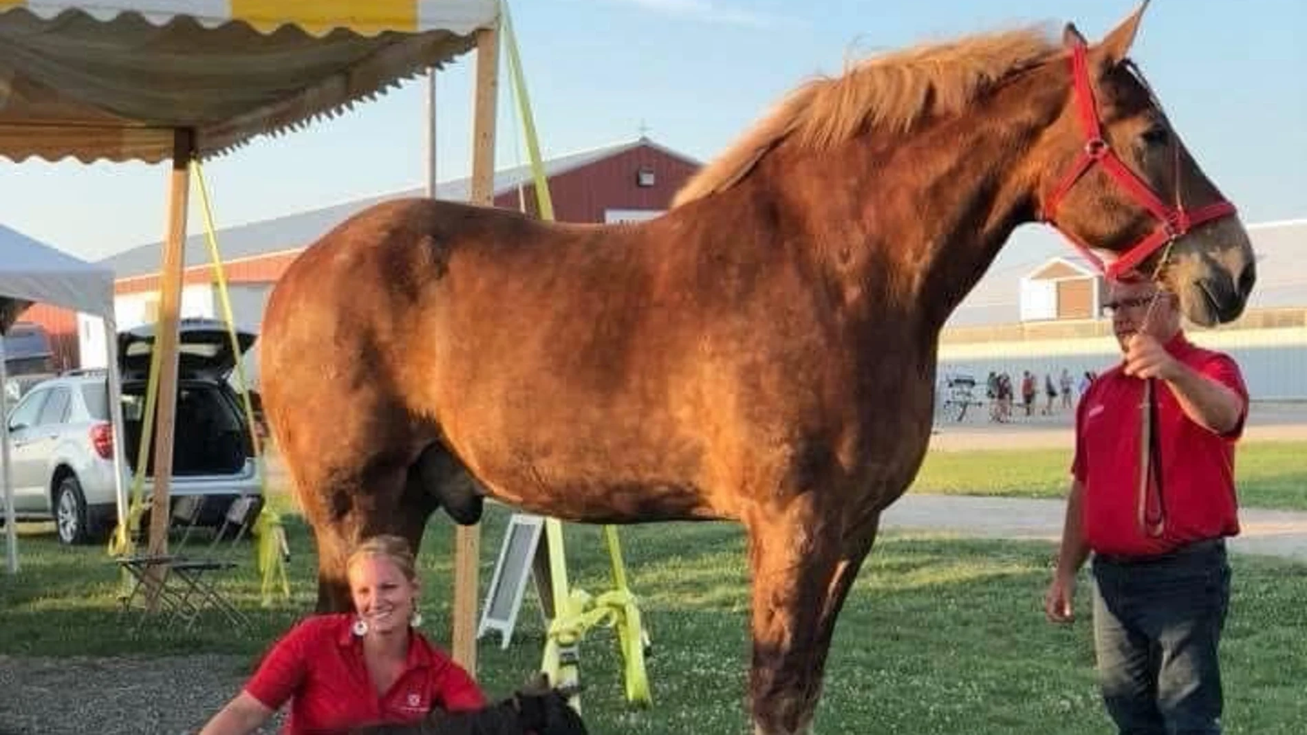 "Big Jake", el caballo más alto de la historia