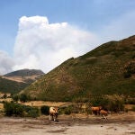 Ganadería en León afectada por los incendios