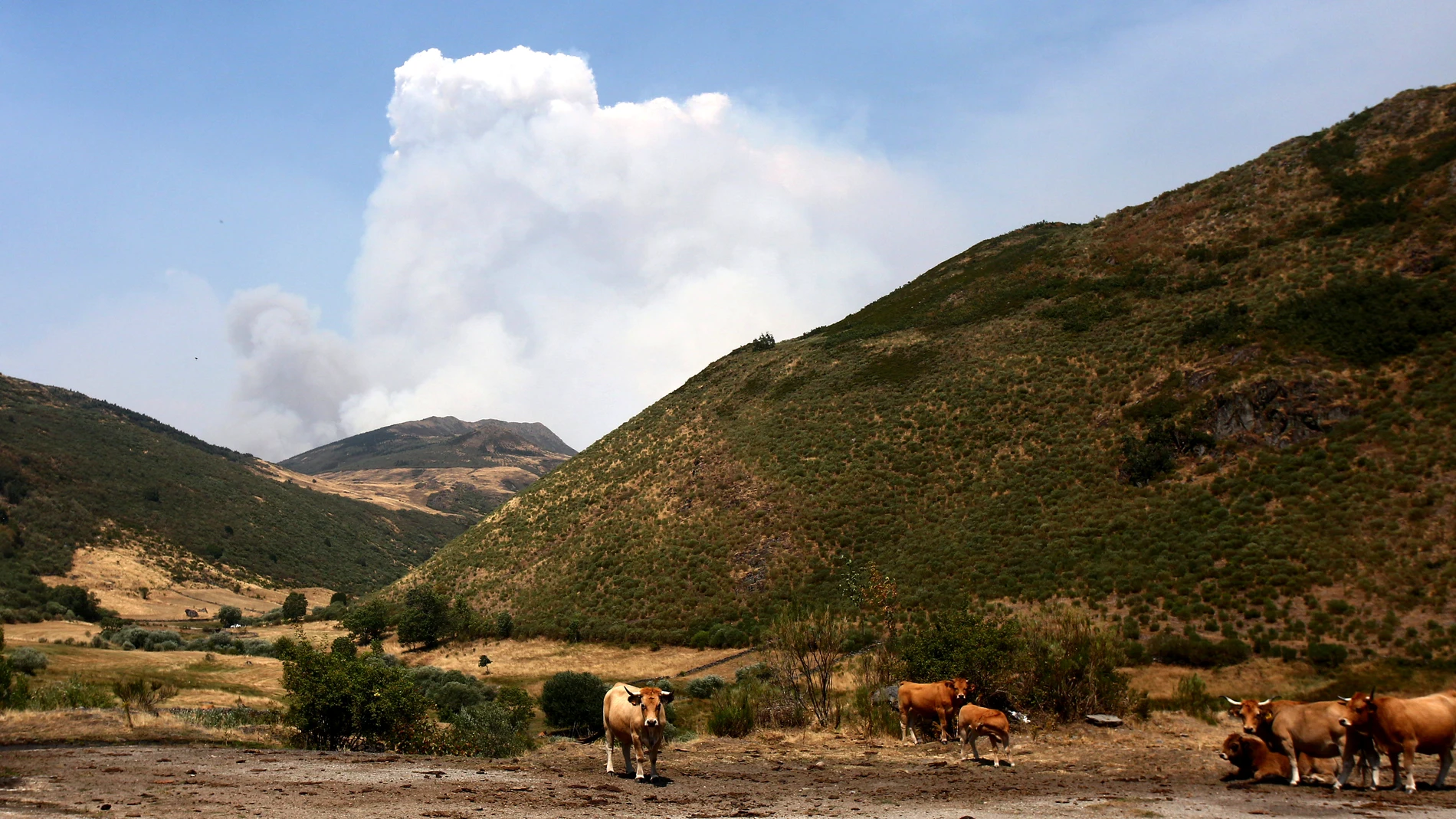 Ganadería en León afectada por los incendios