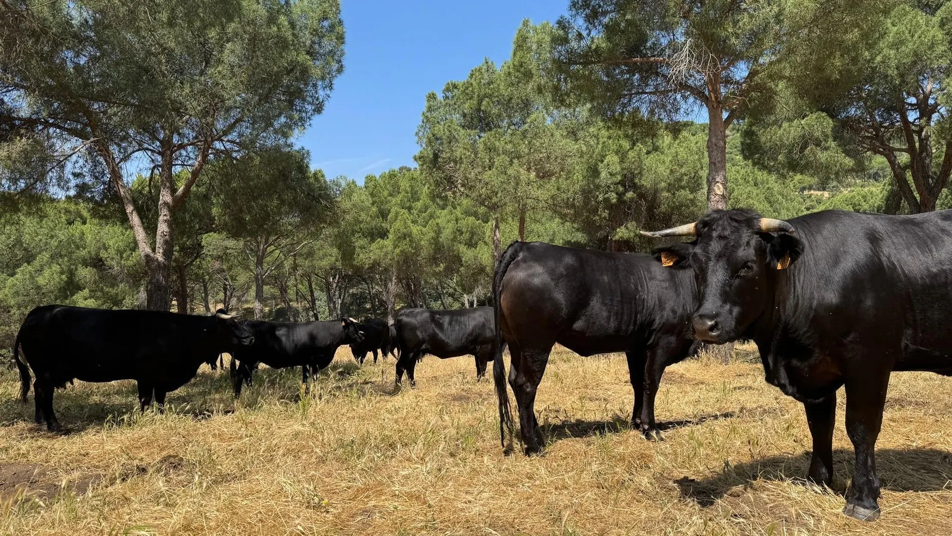 MADRID.-Los ataques de lobos y buitres al ganado madrileño dejan más de 100.000 euros en indemnizaciones en 2024