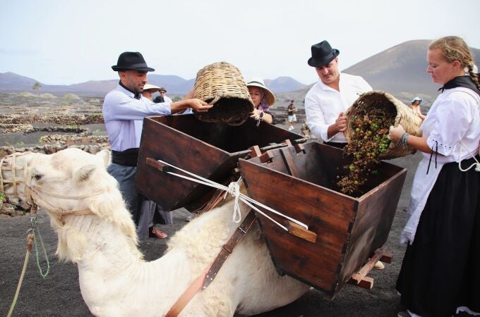 La Geria (Lanzarote) rememora la vendimia tradicional con camellos ante vecinos y turistas en la isla