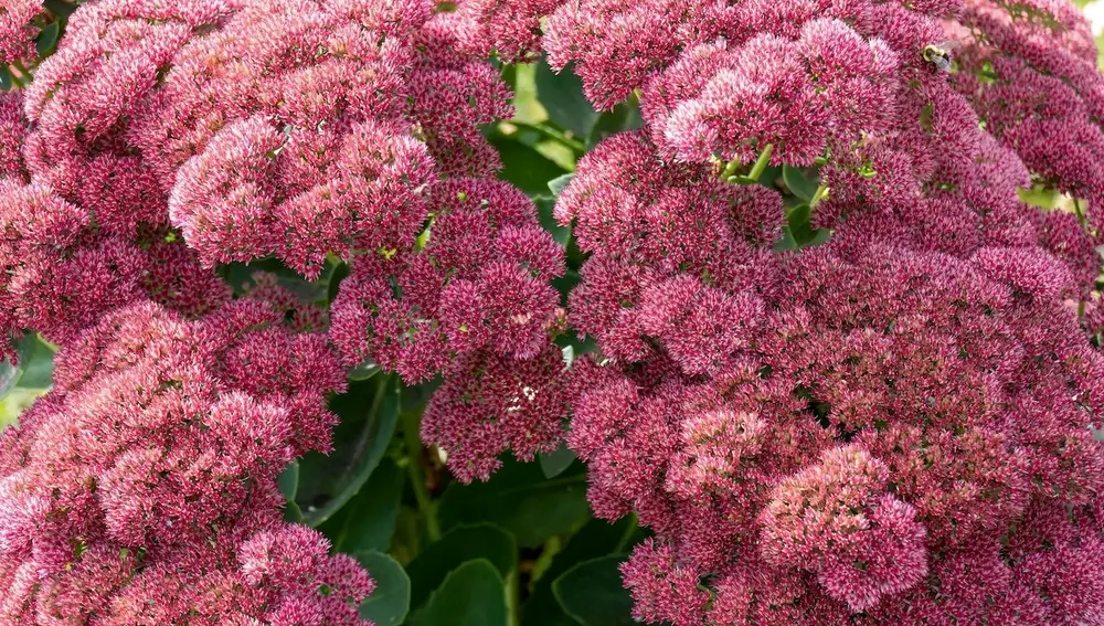 Sedum 'Autumn Joy'