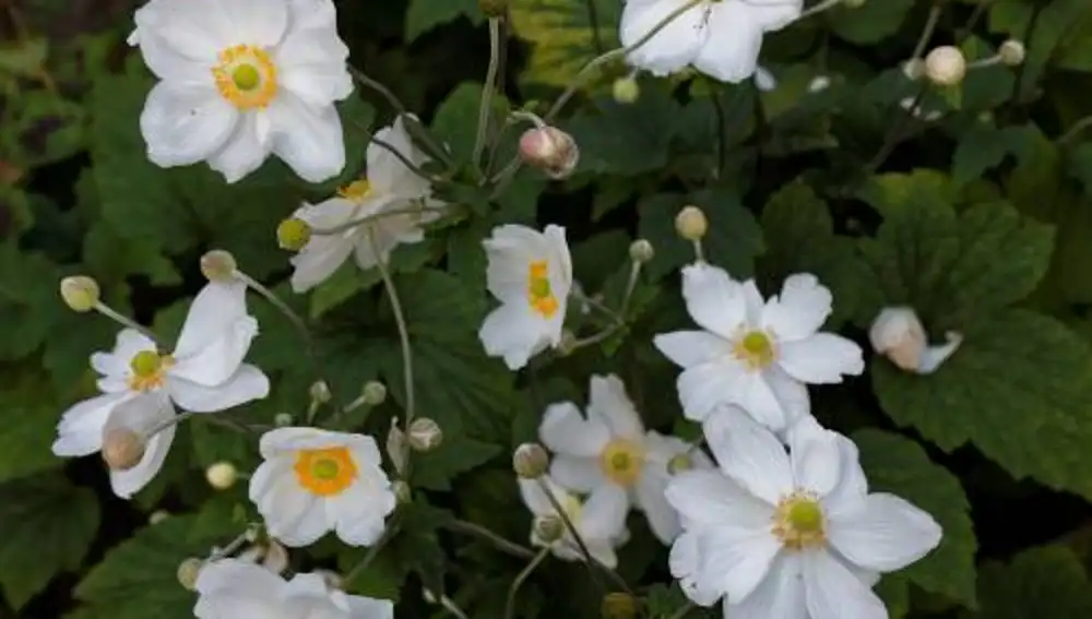 Anémona japonesa