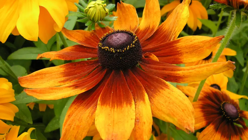 Rudbeckia (Susana de ojos negros)